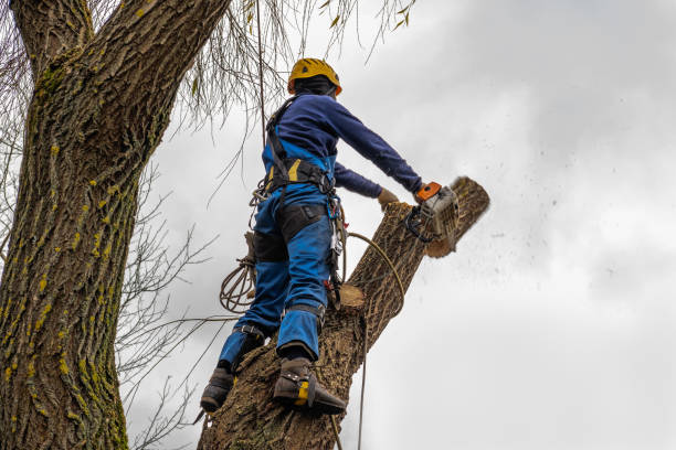 How Our Tree Care Process Works  in  Central City, NE