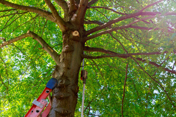 Reliable Central City, NE Tree Services Solutions